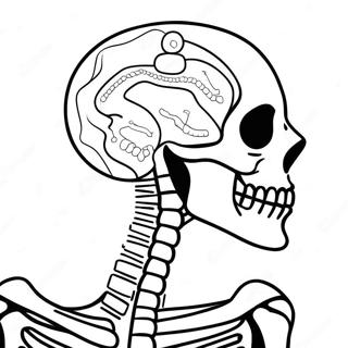 Pahina Ng Kulay Ng Anatomy Ng Human Skeleton 69120-15129